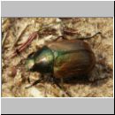 Anomala dubia - Julikaefer 02.jpg